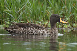 Canard à bec jaune