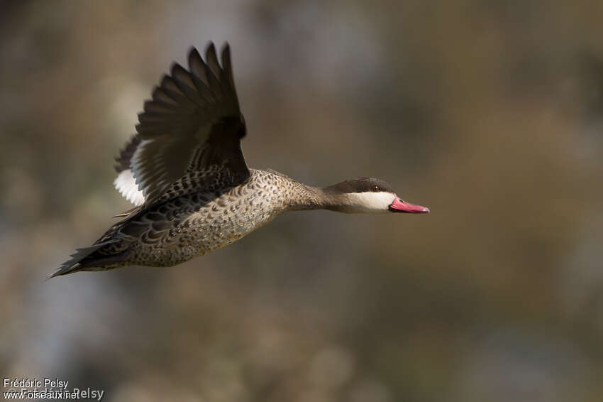 Red-billed Tealadult, Flight