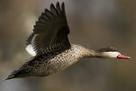 Red-billed Teal