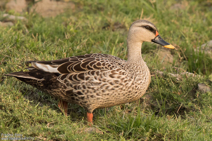 Canard à bec tacheté mâle adulte, identification