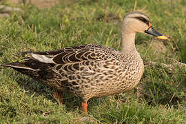 Indian Spot-billed Duck