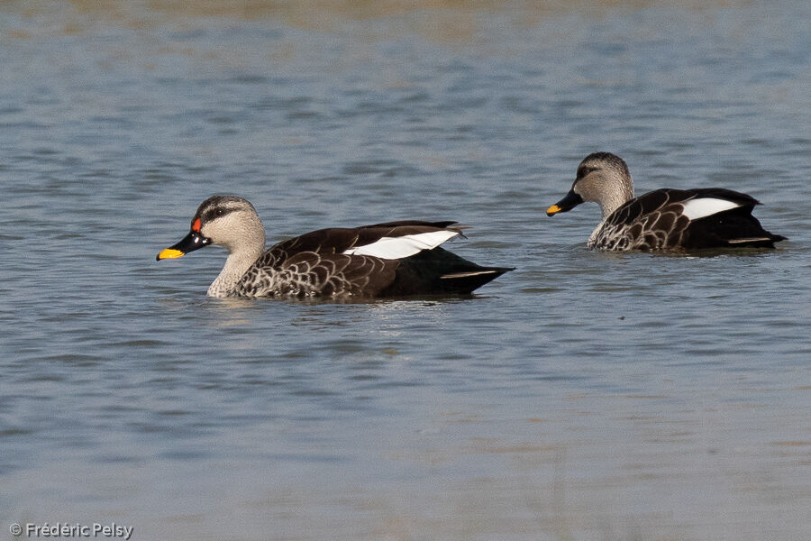 Canard à bec tacheté