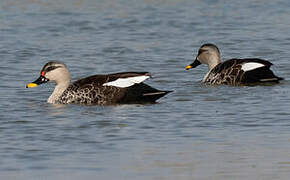 Indian Spot-billed Duck