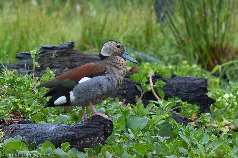 Ringed Teal male