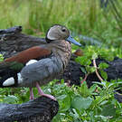 Canard à collier noir