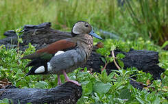 Canard à collier noir