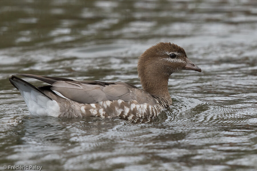 Maned Duck female adult