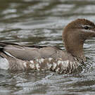 Canard à crinière