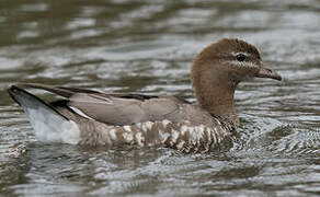 Canard à crinière