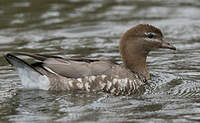 Canard à crinière