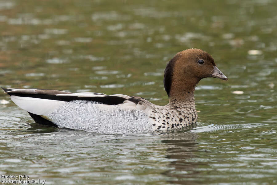 Maned Duck male adult, close-up portrait