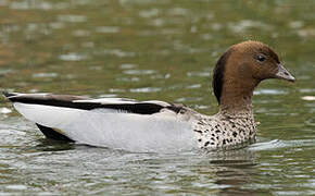 Canard à crinière