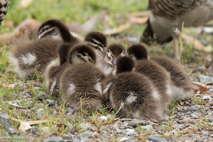 Canard à crinièrePoussin, Nidification