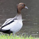 Canard à crinière