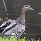 Canard à crinière