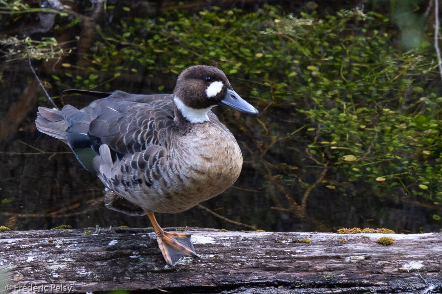 Canard à lunettes