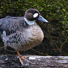 Canard à lunettes