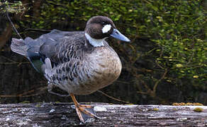 Bronze-winged Duck