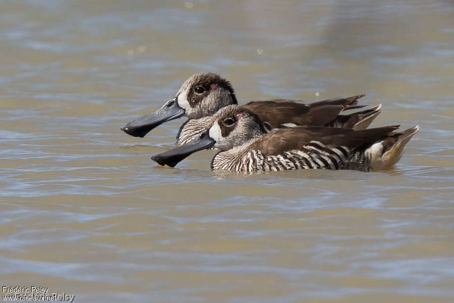 Pink-eared Duck, identification