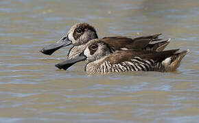 Pink-eared Duck