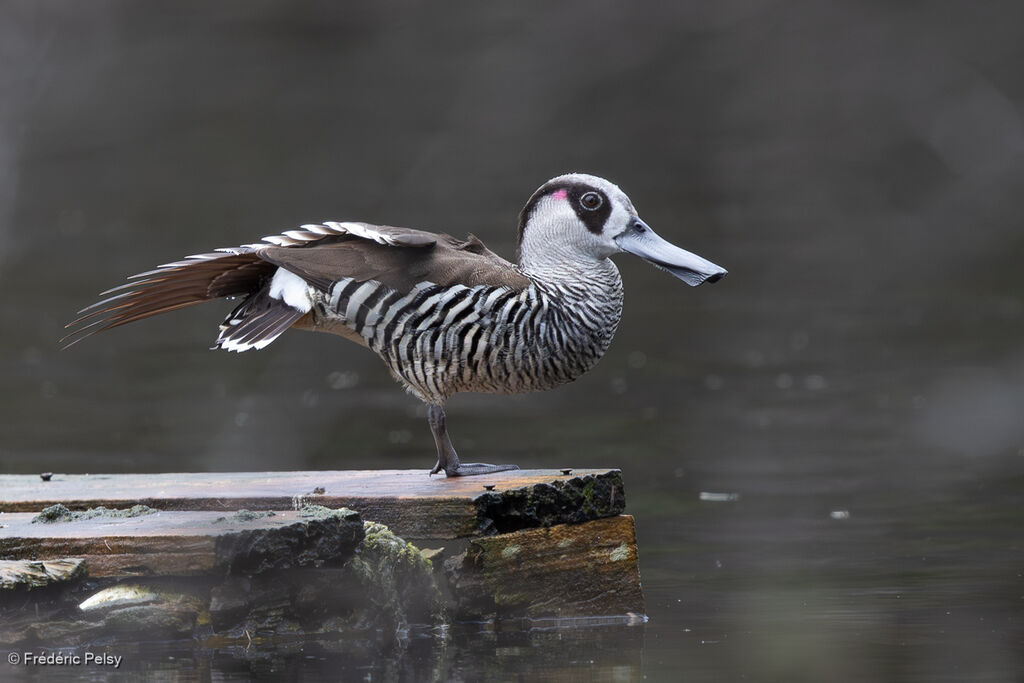 Canard à oreilles roses