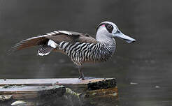 Canard à oreilles roses