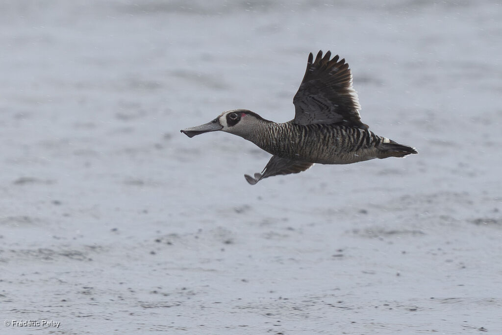 Canard à oreilles roses