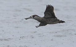 Canard à oreilles roses