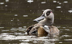Canard à oreilles roses