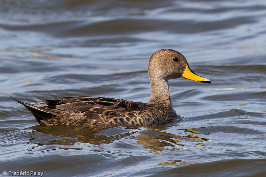 Yellow-billed Pintail