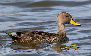 Yellow-billed Pintail