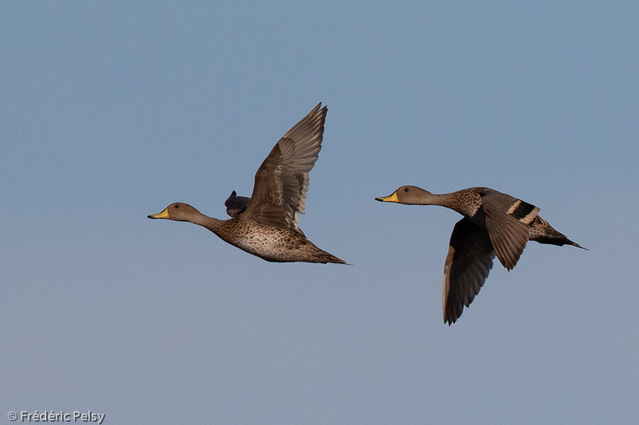 Yellow-billed Pintail, Flight