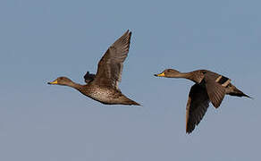 Yellow-billed Pintail