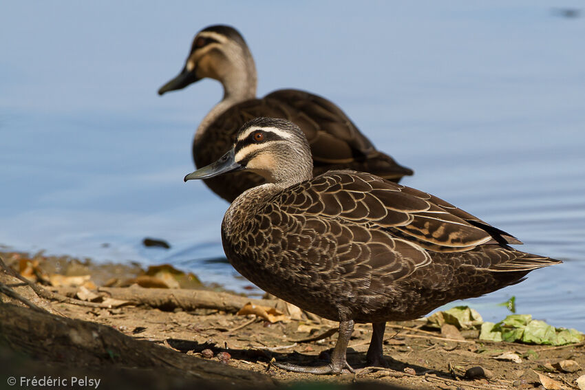 Pacific Black Duck