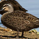 Canard à sourcils