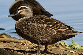 Pacific Black Duck