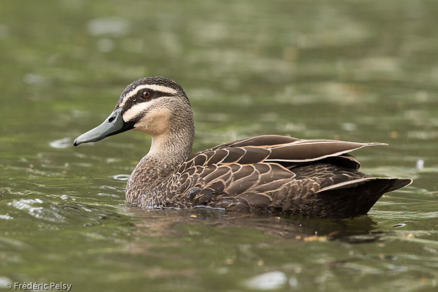 Pacific Black Duck