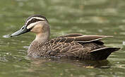 Canard à sourcils