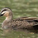 Canard à sourcils