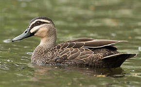 Pacific Black Duck