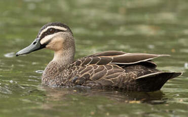 Canard à sourcils