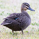 Canard à sourcils