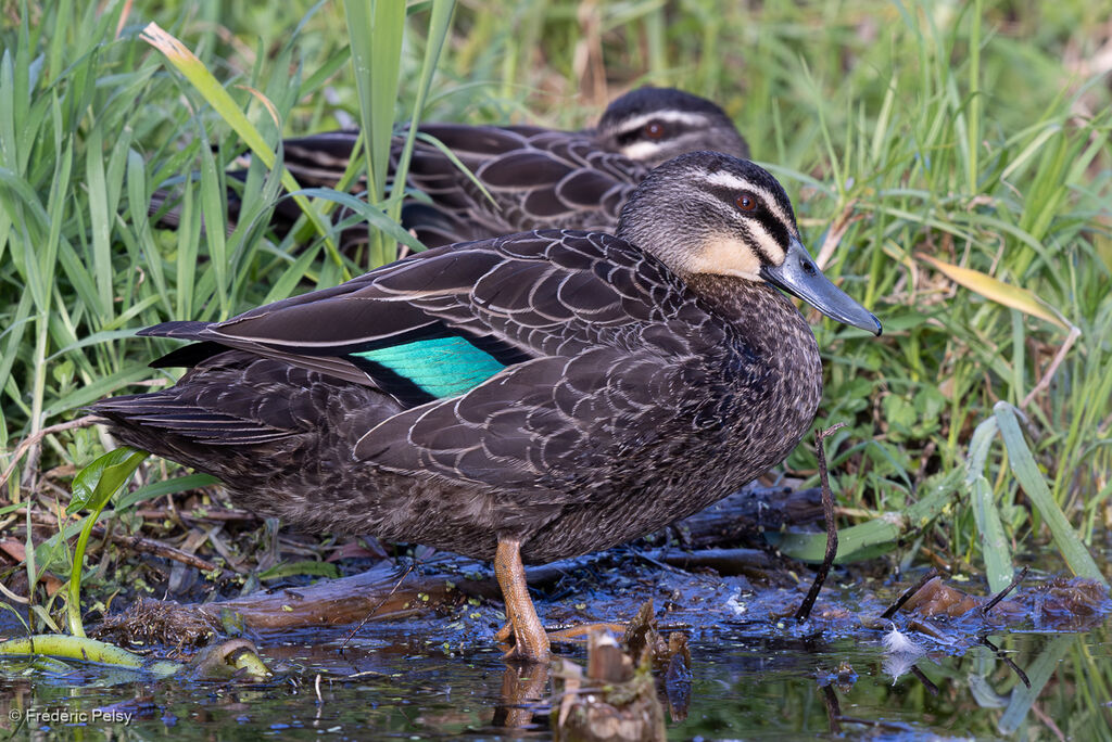 Pacific Black Duck