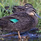 Canard à sourcils