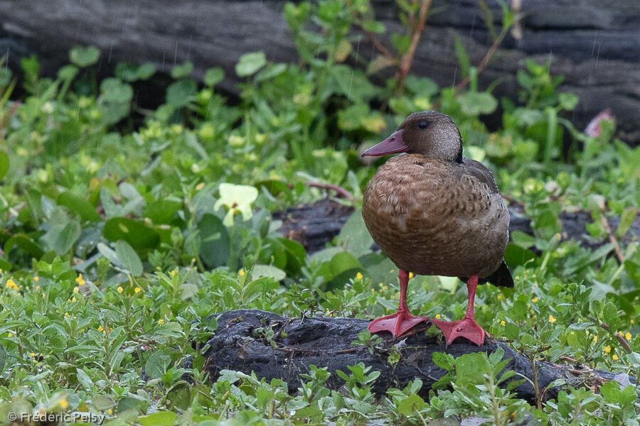 Brazilian Teal male