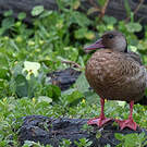 Canard amazonette