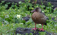 Canard amazonette