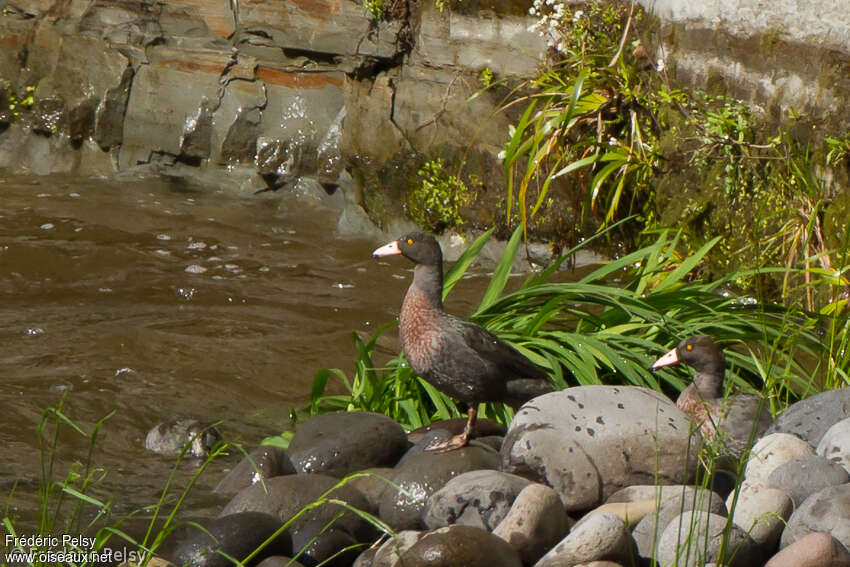 Canard bleuadulte, habitat, pigmentation