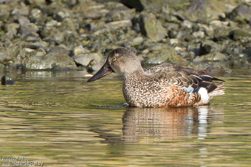 Australasian Shoveler male immature, identification