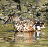 Canard bridé